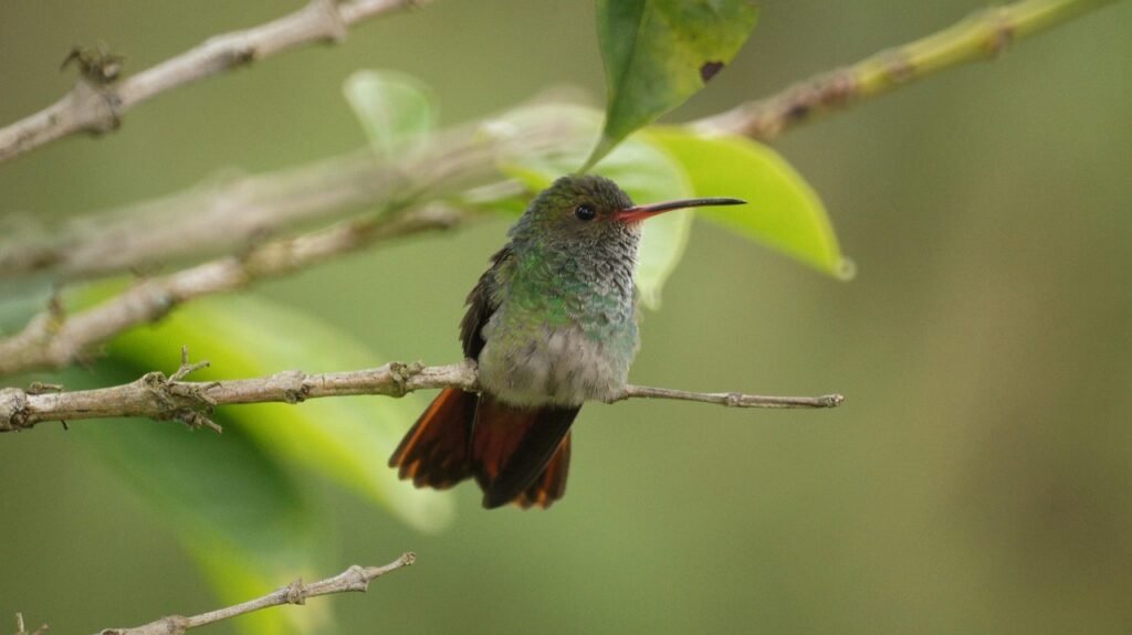 fauna, nature, the, india, quindio