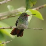 fauna, nature, the, india, quindio